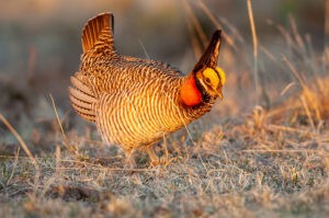 Lesser Prairie Chicken in Oklahoma