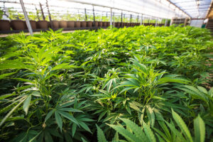 Medical marijuana grows in a greenhouse in Oklahoma